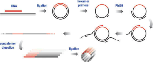 In vitro amplification of ligation reactions. Linear fr | Open-i