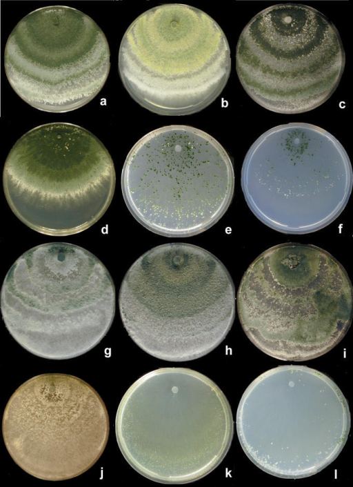 Thesis on trichoderma