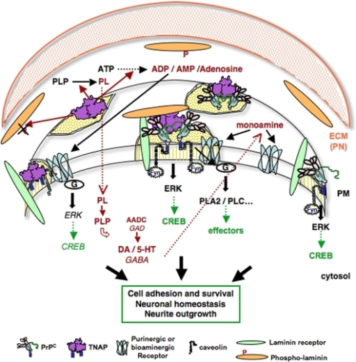 Diagram depicting possible implications of a PrPC-TNAP | Open-i