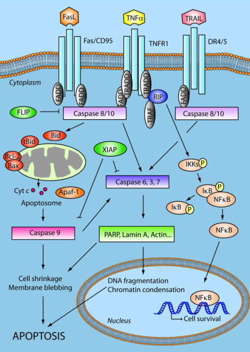 Apoptosis Signalling Network. The Extrinsic Apoptosis P | Open-i