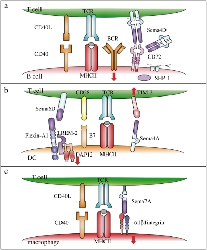 Semaphorins In Immune Cell Interactions. Semaphorins Ar | Open-i