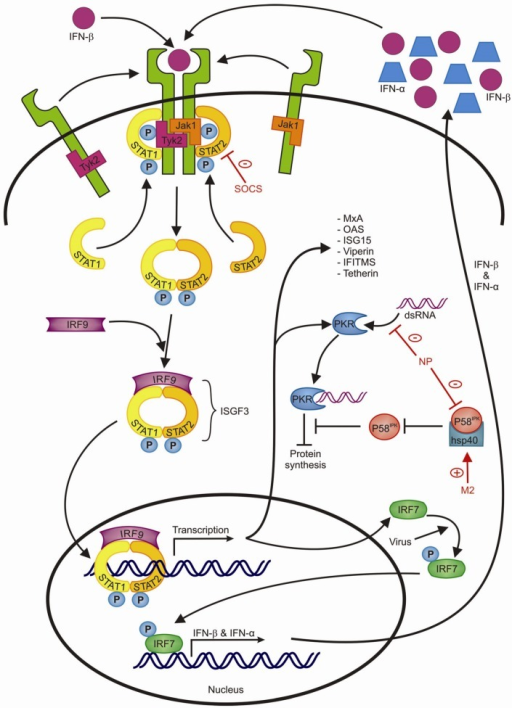 The type I IFN signaling pathway and inhibition by infl | Open-i