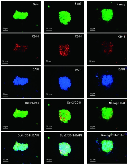 Intracellular Localization Of Oct 4 Sox2 Nanog And Cd Open I 2032