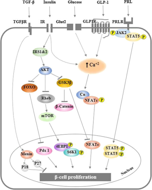 Schematic of β-cell extrinsic mitogens and pathways re | Open-i