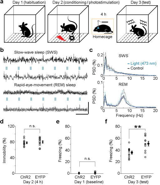 Impairment of fear memory consolidation by MnR photosti | Open-i