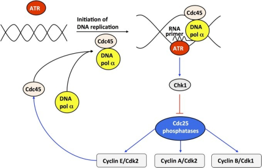 Scheme Of The Dna Replication Checkpoint Regulated By K Open I