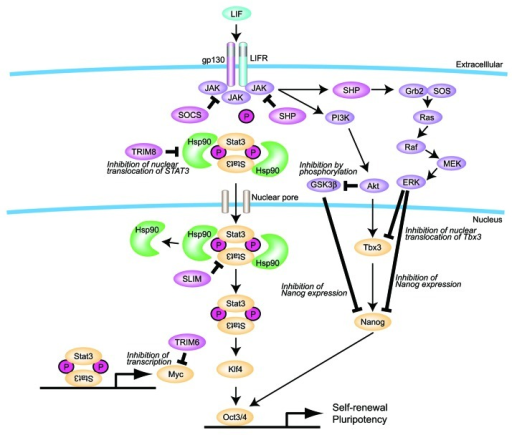 Figure 1. Regulation of the LIF-mediated signaling pat | Open-i