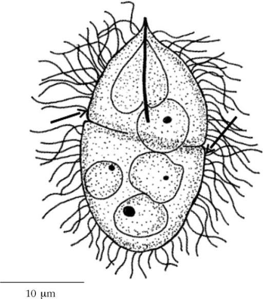 Drawing of a miracidium of Prosorhynchus crucibulum (Ru | Open-i