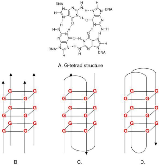 DNA Secondary Structures: G-Tetrad And G-quadruplex. A) | Open-i