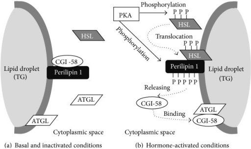 Under Basal And Inactivated Conditions, Perilipin 1 And | Open-i