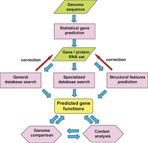 A generalised flow chart of genome annotation. Statisti | Open-i