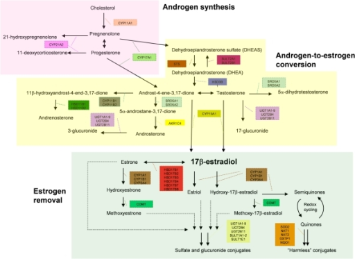 Subdivision of the estrogen metabolic pathway.This diag | Open-i