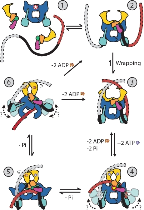 Model Of The Dna Gyrase Catalytic Cycle The Different Open I 7018