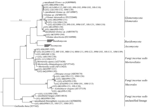 Phylogenetic tree of the Fungi sequences.Phylogenetic t | Open-i