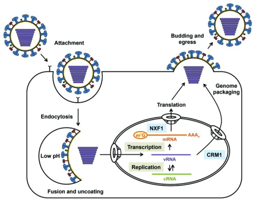 Figure 1. The replication cycle of influenza A virus. | Open-i