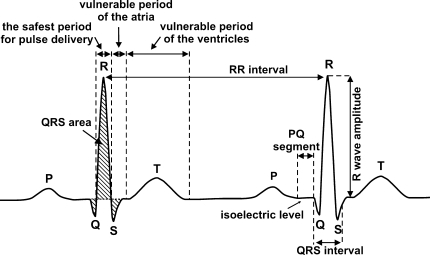 The vulnerable period and characteristics of a typical | Open-i