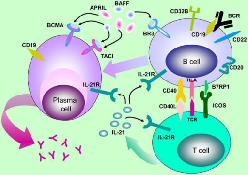 B-cell Antigens And Cytokines Targeted By Biologics In | Open-i