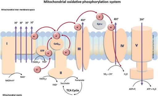 Mitochondrial Oxphos System. I, Nadh : Ubiquinone O 