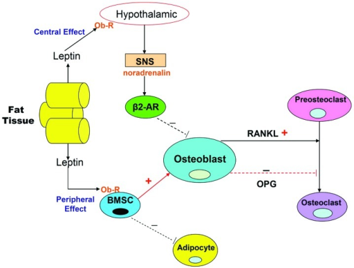 Leptin Action On Bone Metabolism Via The Peripheral And | Open-i