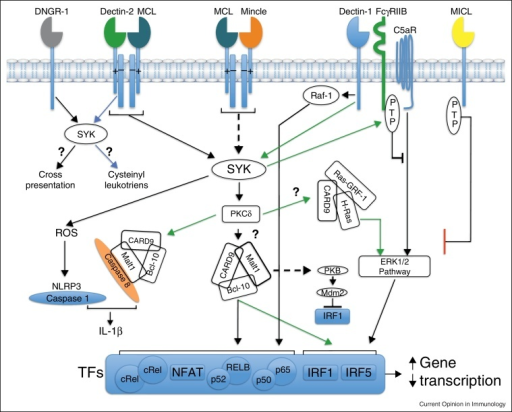 Schematic representation of selected signal networks in | Open-i