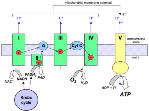 Schematic representation of oxidative phosphorylation w | Open-i