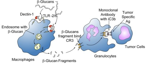 The uptake and subsequent actions of β-glucan on immun | Open-i