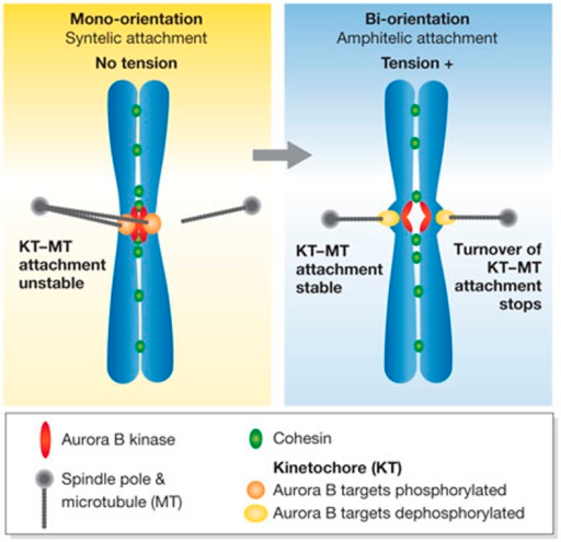 Error Correction Promoted By Aurora B Kinase. Aurora B Kinase Promotes ...