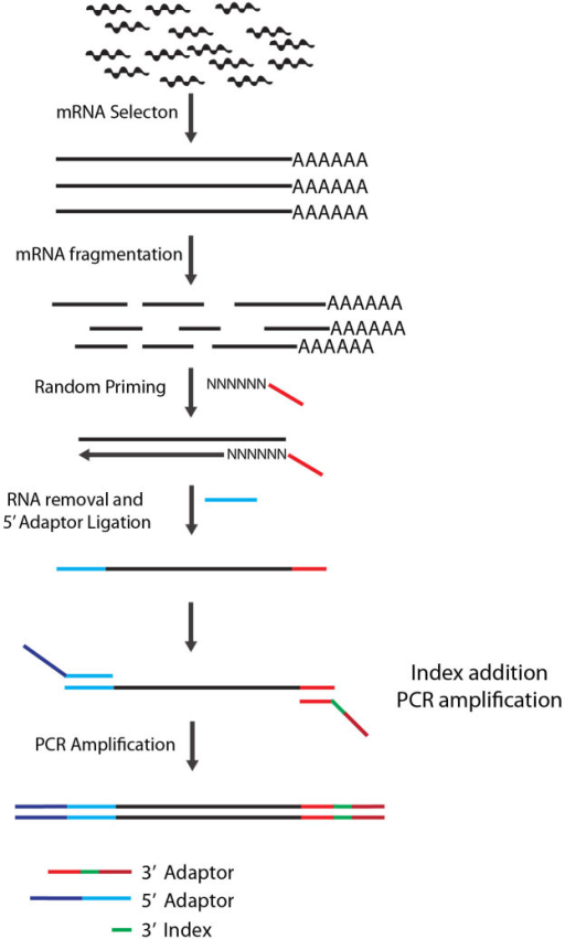 Diagram of LM-Seq sample preparation protocol.Poly-A-ta | Open-i