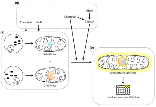 calcular perdida de peso con ejercicio Vinagre calcular perdida de peso con ejercicio tienes opcin aadir