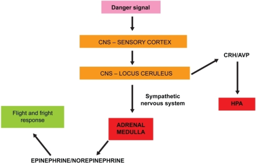 adrenal medulla stress response