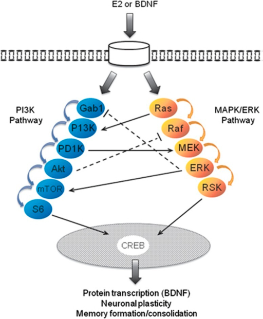 Schematic Illustration Of Two Molecular Pathways Implic | Open-i