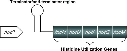 Histidine Utilizing (hut) Operon Of B.subtilis. Schemat | Open-i