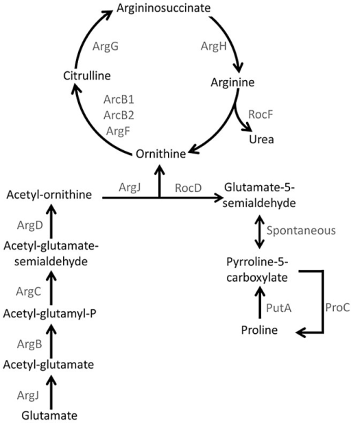 Arginine Biosynthetic Pathway Via Glutamate And Proline | Open-i