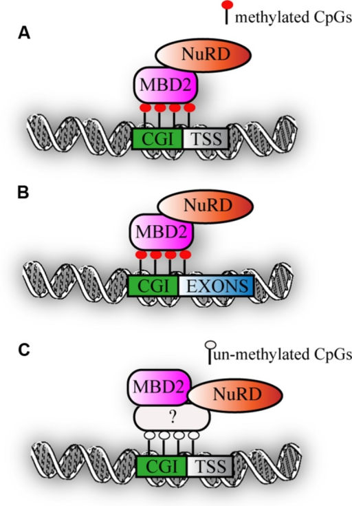 Schematic representations of the flanking regions of the target gene