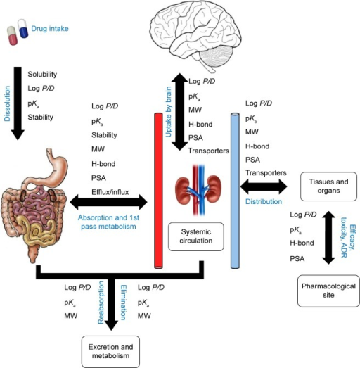 The Journey Of An Oral Drug Candidate Depicting The Qua 