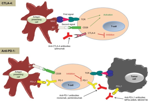 Simplified Concept Of Ctla 4 And Pd 1 Immune Checkpoint Open I