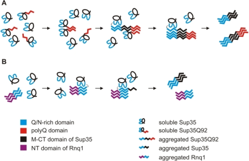 A Model For PolyQ- And Template-mediated Sup35 Aggregat | Open-i