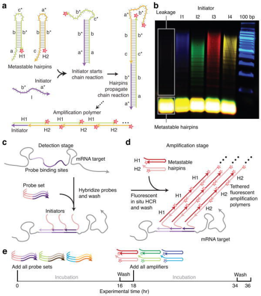 an overview of the benefits of fluorescence in situ hybridisation Fluorescence in situ hybridisation fluorescence in situ our data emphasise the benefits of whole-genome array genetics of autism: overview and new. an overview of the benefits of fluorescence in situ hybridisation Fluorescence in situ hybridisation fluorescence in situ our data emphasise the benefits of whole-genome array genetics of autism: overview and new.