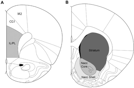 Nucleus Accumbens Mouse