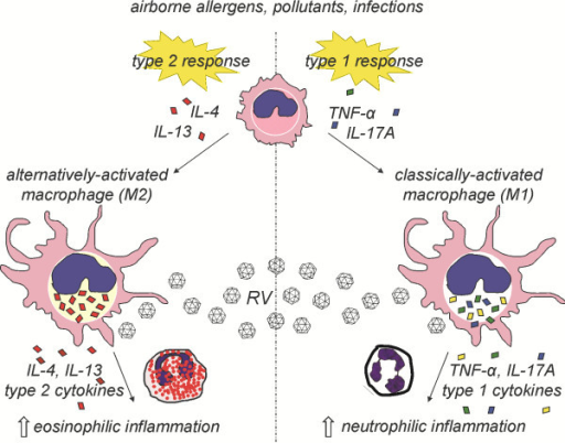 Macrophage activation state determines the response to | Open-i