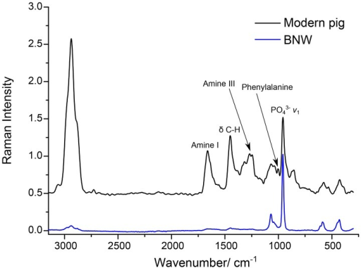 The Ft Raman Spectra Of A Modern Pig Bone And The Bone Sample From Burial The Ft Raman Spectra Of A Modern Pig Bone And The Bone Sample From Burial