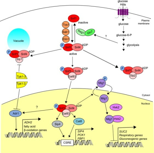 The Snf1 protein kinase as a central player in the main | Open-i