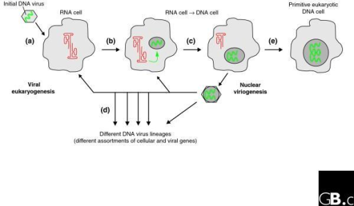 A possible iterative scenario for viral eukaryogenesis | Open-i