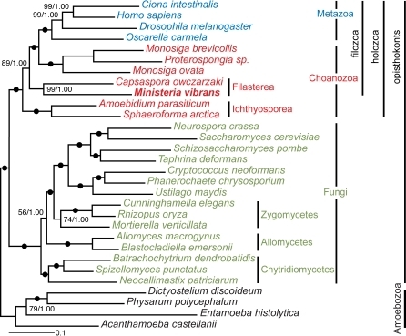 Phylogeny of the Choanozoa and other unikont eukaryotes | Open-i