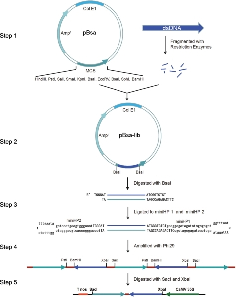 A schematic summary of the rolling circle replication-m | Open-i