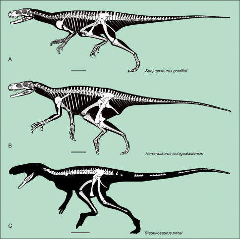 Silhouette Reconstruction Of The Skeletons Of The Best Known 