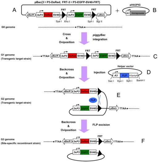 Strategy for FLP recombinase-mediated site-specific rec | Open-i