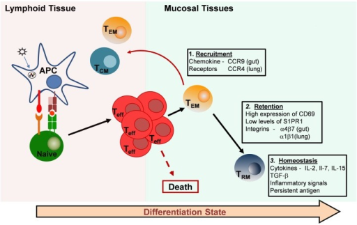 Generation And Maintenance Of Resident Memory T-cell Su | Open-i