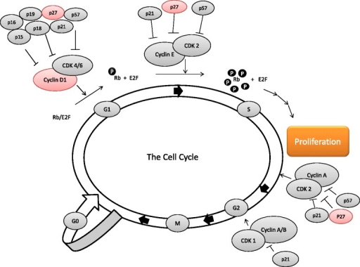 The Cell Cycle, And The Main Actions Of Cyclin D1 And P | Open-i