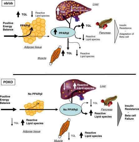 price-specie-flow mechanism pdf